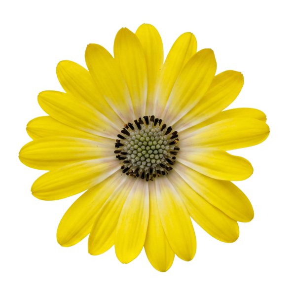 Volcano® Yellow