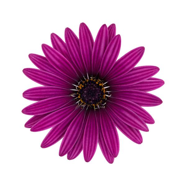 Cape Daisy® Zanzibar® Antique Purple