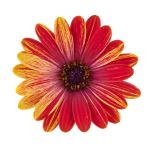 Cape Daisy® Zanzibar® Fireworks Red