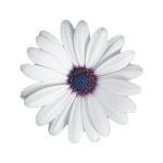 Cape Daisy® Zanzibar® White with Ring