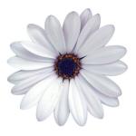 Cape Daisy® Zanzibar® White