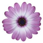 Cape Daisy® Zanzibar® Rose Bicolour
