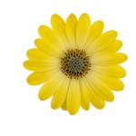 Cape Daisy® Zanzibar® Sunlight