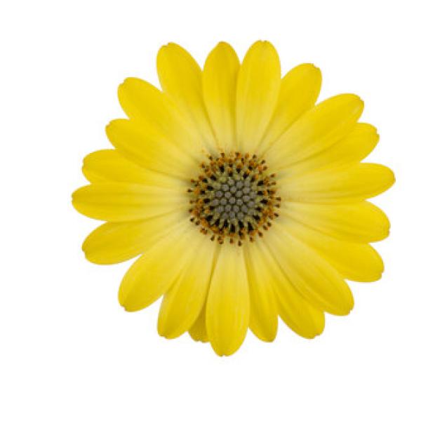 Cape Daisy® Zanzibar® Sunlight